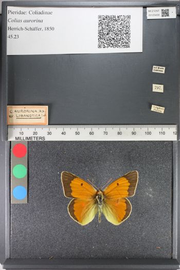 Media type: image;   Entomology 125439